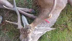 BDOW6550