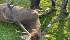 PARN8554