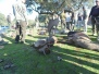 LAS HERGUIJUELAS (29/11/2025)