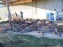 Rancho Grande (10/01/2026)